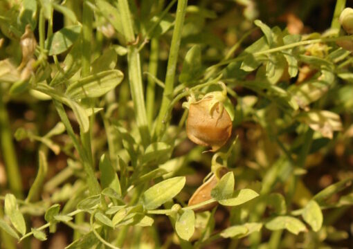 Agricoltura: al via il bando Filiera Leguminose del Mipaaf