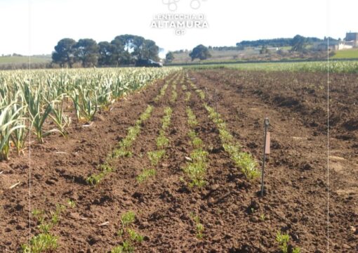 ATTIVITA’ DI RICERCA: SEMINA DI NUOVE POSSIBILI VARIETA’ DI LENTICCHIA