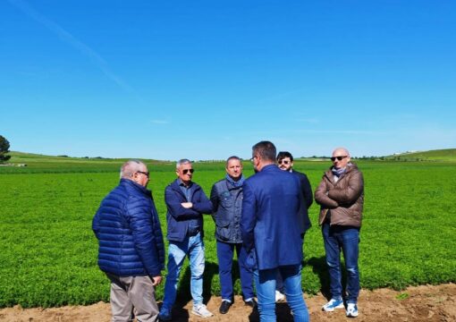 Il Consorzio unisce i più grandi buyer della GDO e il più piccolo tra i legumi, la lenticchia